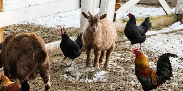 2 small goats & 3 chickens in a fenced in straw area