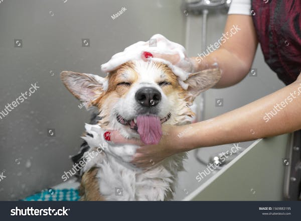 Person bathing dog in pet salon