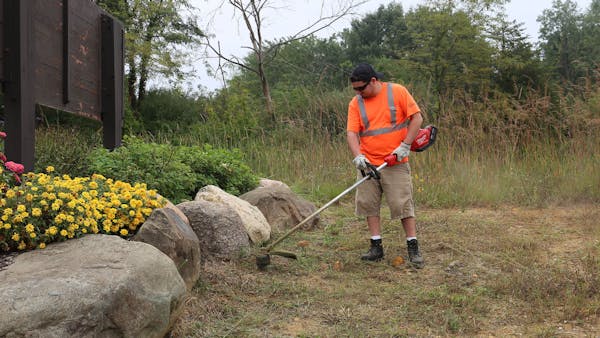 Male wearing a bright orange safety shift and reflective vest weed whacking grass near boulders and shrubbery. 