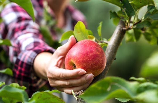 apple picking.PNG