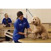 Person from PetSmart in a blue polo grooming a medium sized tan dogs paw on a table 