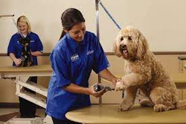 Person from PetSmart in a blue polo grooming a medium sized tan dogs paw on a table 